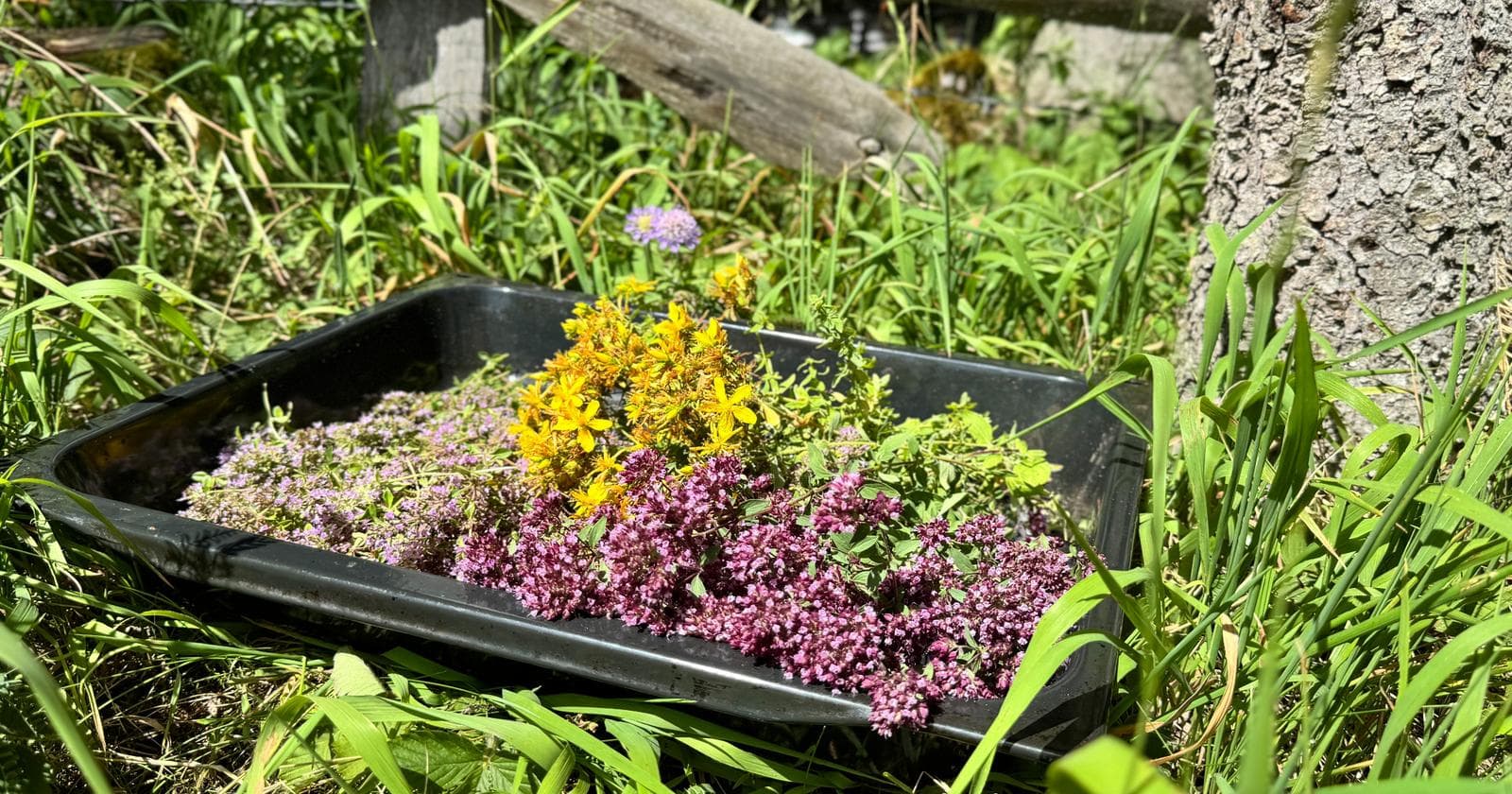 Planinski darovi zdravlja: Zašto sada berem divlji origano i majčinu dušicu